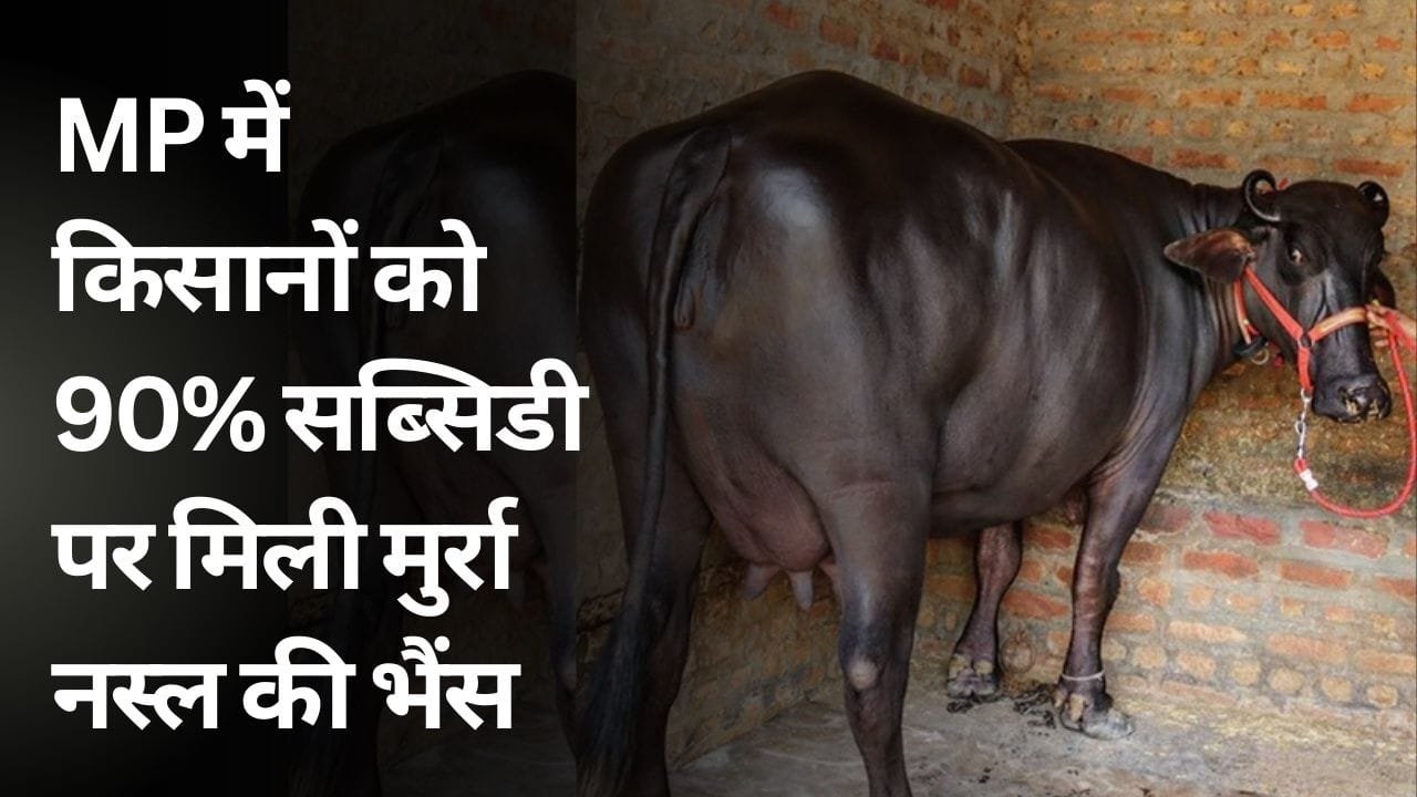मुर्रा भैंस पर सब्सिडी कैसे मिलती है?