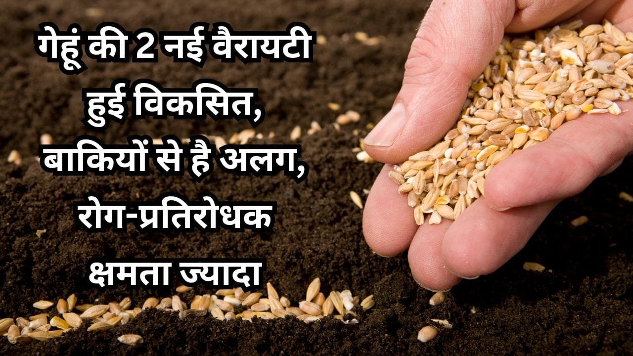 गेहूं की नई वैरायटी