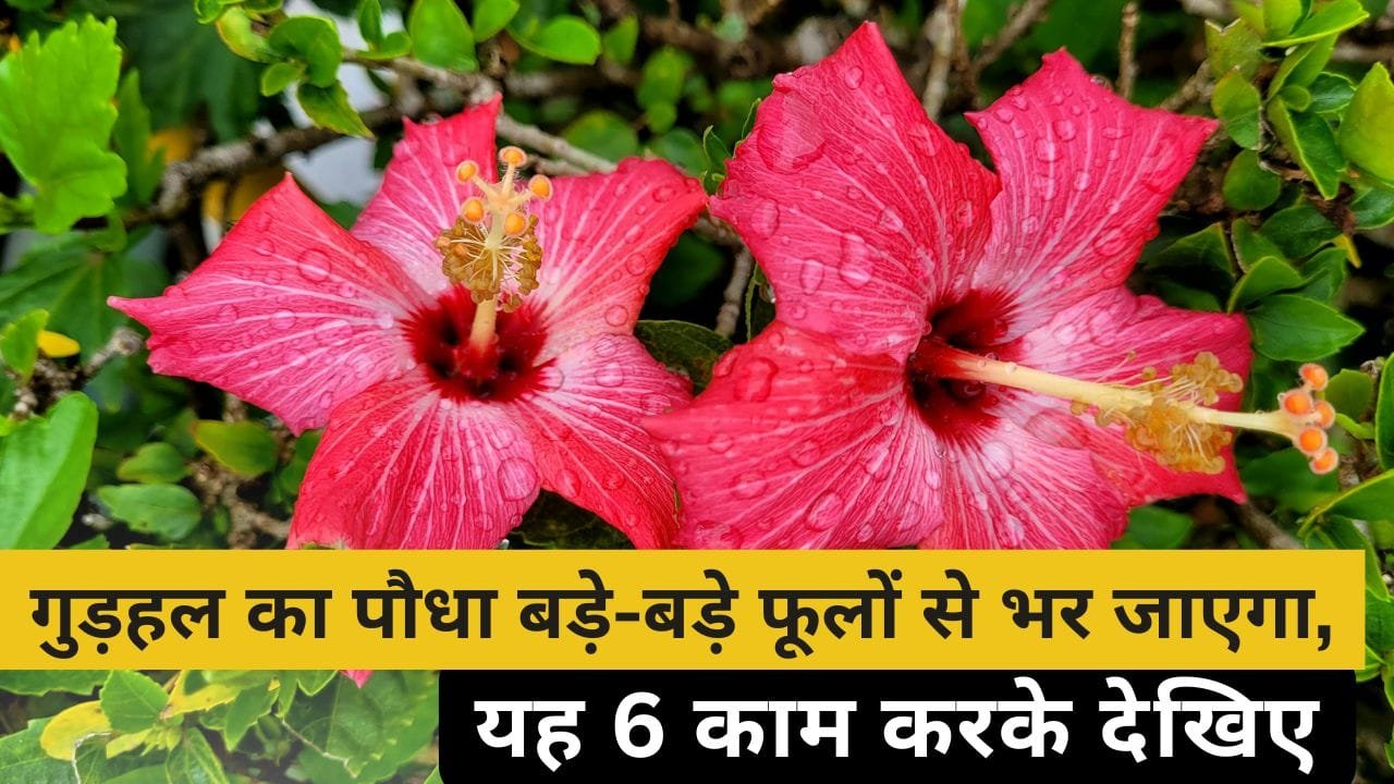 गुड़हल के पौधे में ज्यादा फूल कैसे आएंगे?