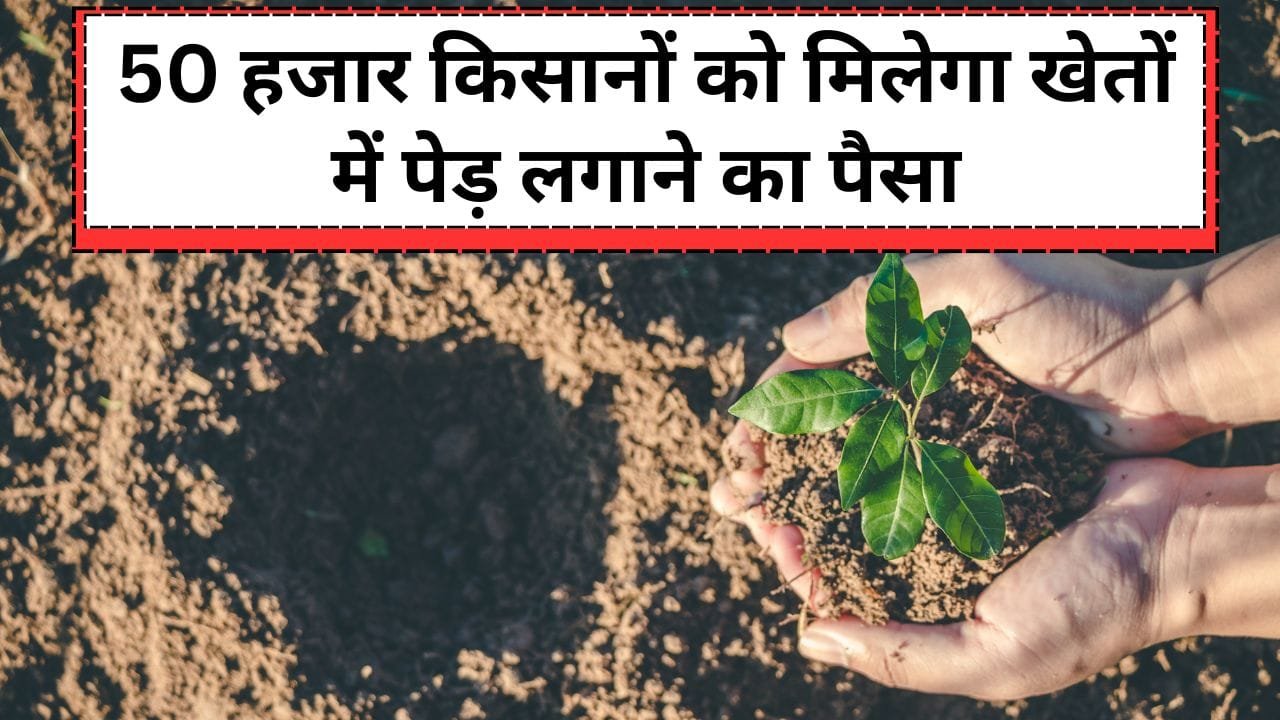 पेड़ लगाने के लिए कहां मिल रहा है पैसा?