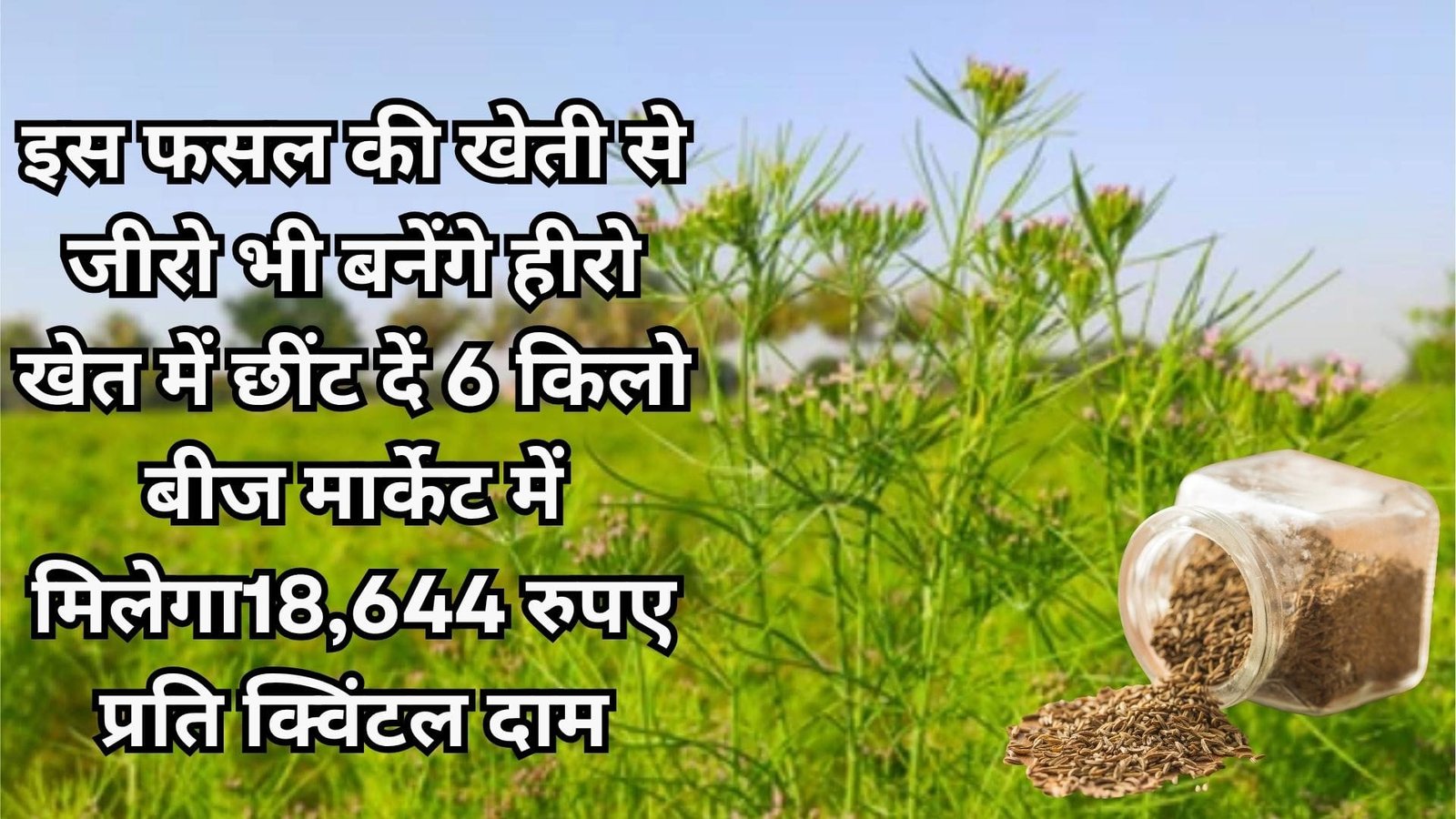 इस फसल की खेती से जीरो भी बनेंगे हीरो, खेत में छींट दें 6 किलो बीज मार्केट में मिलेगा18,644 रुपए प्रति क्विंटल दाम, जाने नाम