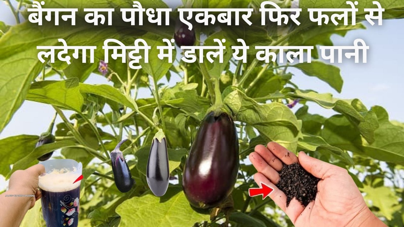 बैंगन का पौधा एकबार फिर फलों से लदेगा, मिट्टी में डालें ये काला पानी पहले से ज्यादा आएंगे फल ताबड़तोड़ होगा उत्पादन, जाने कैसे