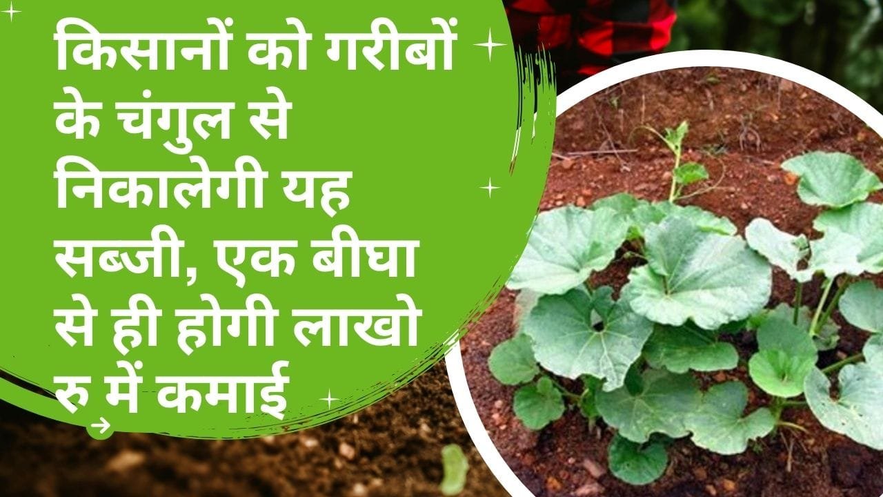 नवंबर-दिसंबर में किस सब्जी की खेती करें