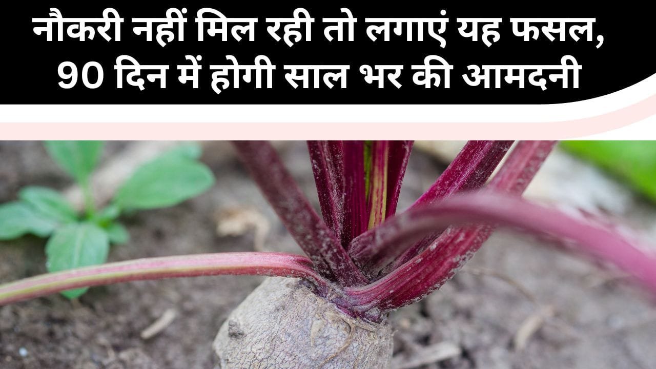 चुकंदर की खेती के लिए मिट्टी और खाद