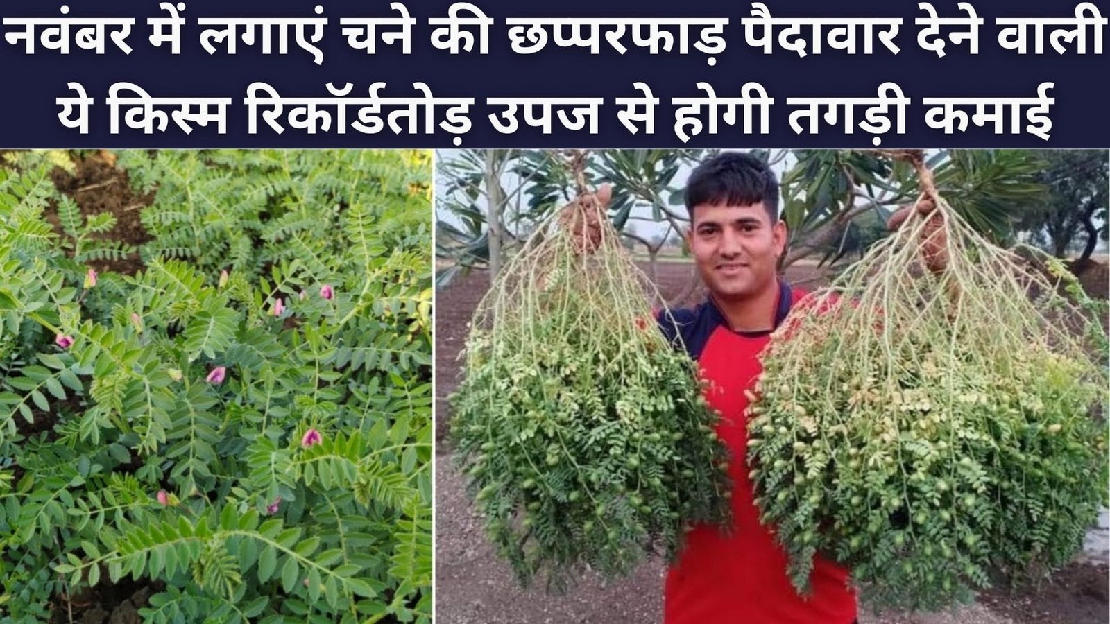 नवंबर में लगाएं चने की छप्परफाड़ पैदावार देने वाली ये किस्म, रिकॉर्डतोड़ उपज से होगी जबरदस्त कमाई, जाने विशेषताएं