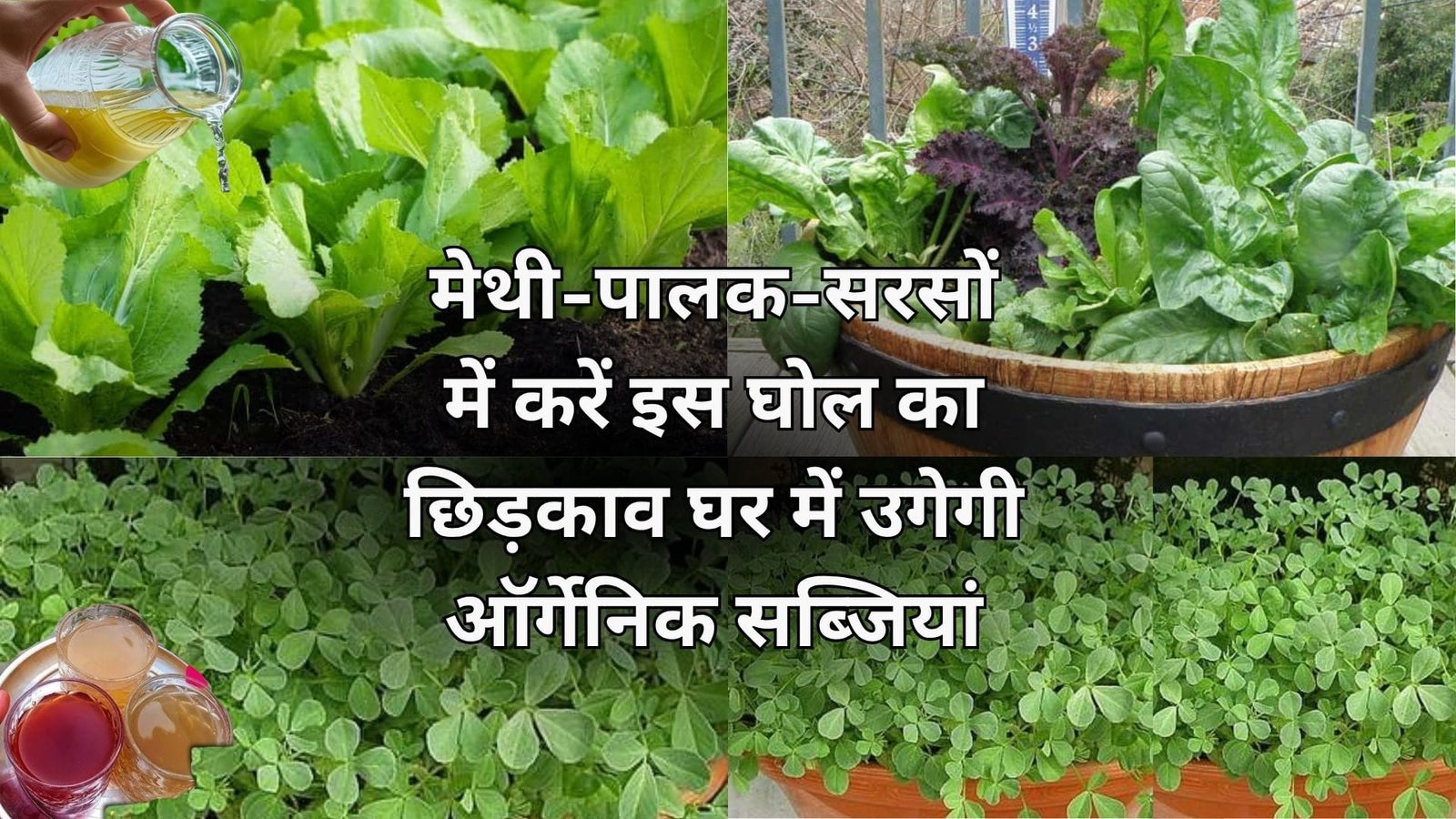 मेथी-पालक-सरसों में करें इस लिक्विड फर्टिलाइजर का छिड़काव, घर में उगेगी ऑर्गेनिक सब्जियां ठंड में लें घर की सब्जियों का मजा