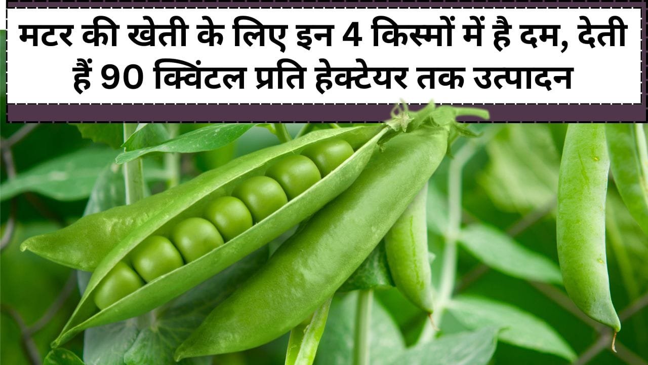 मटर की वैरायटी