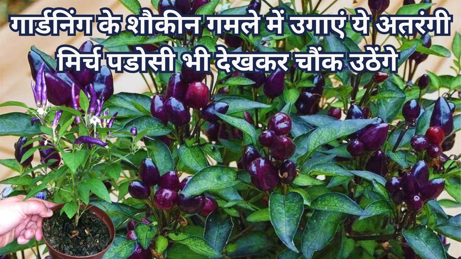 किचन गार्डनिंग के शौकीन गमले में उगाएं ये अतरंगी मिर्च, पडोसी भी देखकर चौंक उठेंगे सेहत और सजवाट का कॉम्बो, जाने नाम