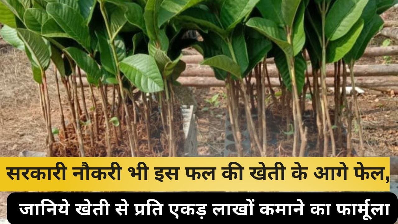 ताइवान पिंक अमरूद वैरायटी की खेती