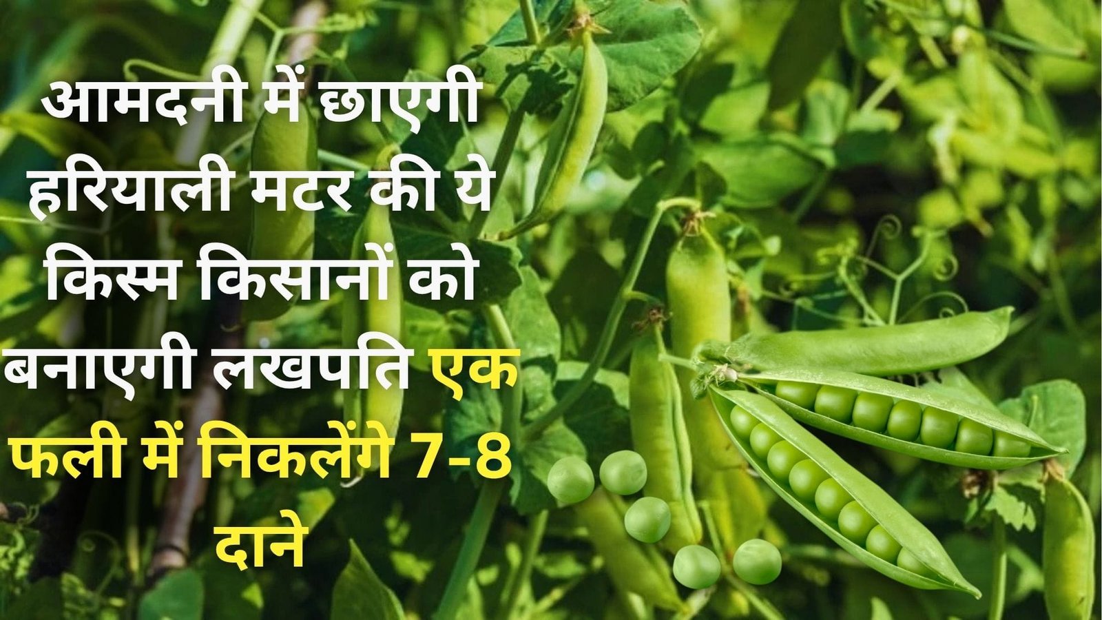 आमदनी में छाएगी हरियाली, मटर की ये किस्म किसानों को बनाएगी लखपति एक फली में निकलेंगे 7-8 दाने, जाने नाम