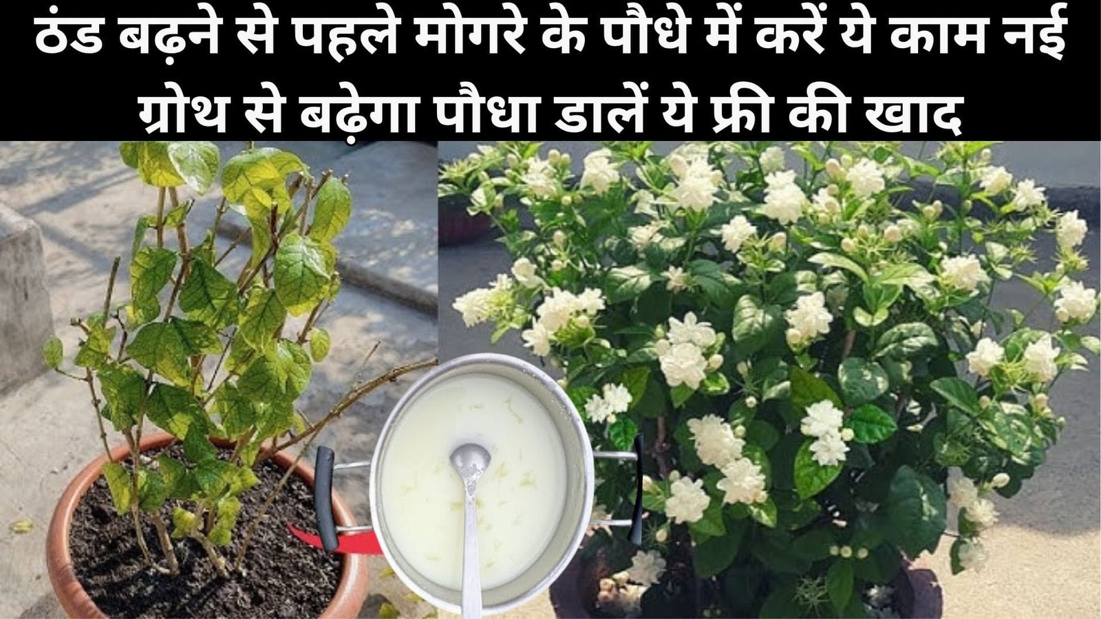 ठंड बढ़ने से पहले मोगरे के पौधे में करें ये जरुरी काम, नई ग्रोथ से बढ़ेगा पौधा, डालें ये फ्री की खाद पत्तियों से ज्यादा नजर आएंगे फूलों