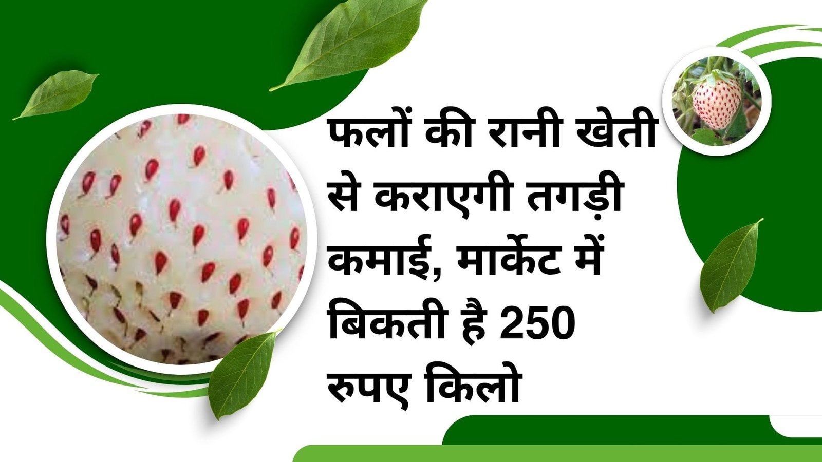 फलों की रानी खेती से कराएगी तगड़ी कमाई, मार्केट में बिकती है 250 रुपए किलो धन से बन जायेंगे धन्ना सेठ, जाने नाम