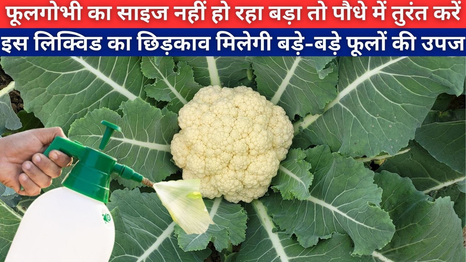 फूलगोभी का साइज नहीं हो रहा बड़ा, तो पौधे में तुरंत करें इस लिक्विड खाद का छिड़काव मिलेगी बड़े-बड़े फूलों की उपज