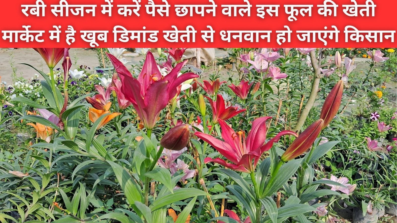 रबी सीजन में करें पैसे छापने वाले इस फूल की खेती, मार्केट में है खूब डिमांड खेती से मालामाल हो जाएंगे किसान बरसेगा खूब पैसा