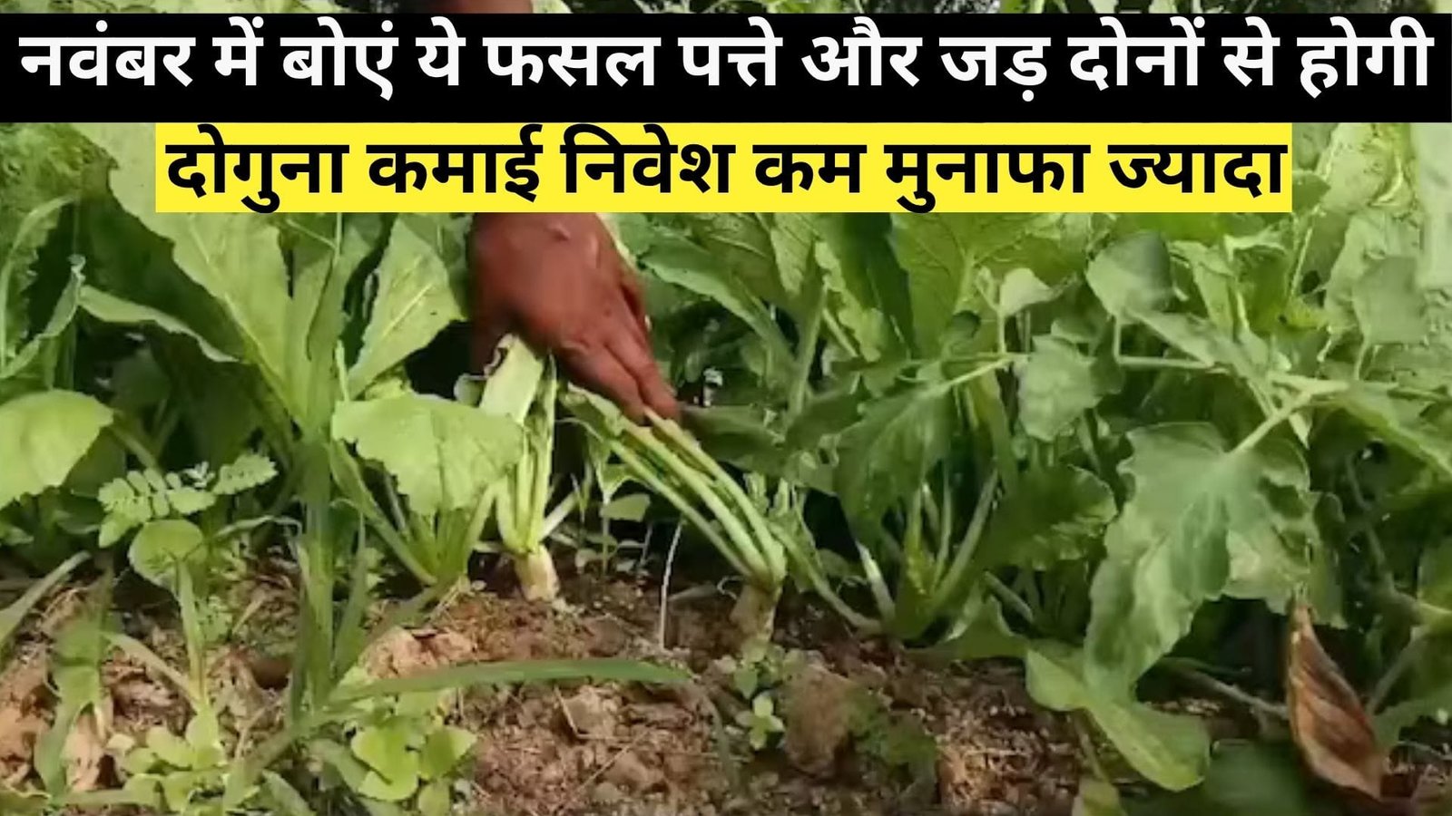 नवंबर में बोएं ये फसल, पत्ते और जड़ दोनों से होगी दोगुना कमाई निवेश कम मुनाफा ज्यादा, जाने खेती का तरीका