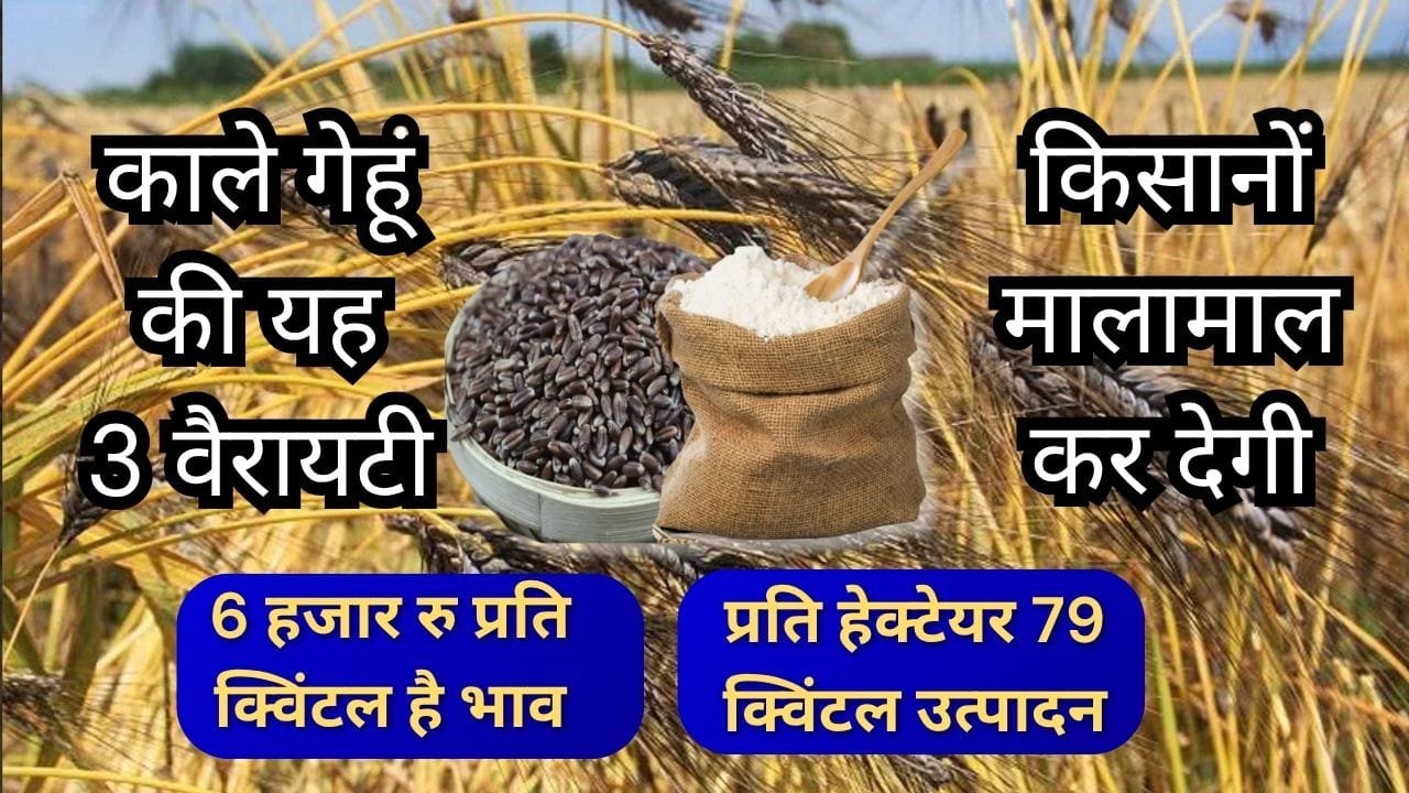 काले गेहूं की वैरायटी