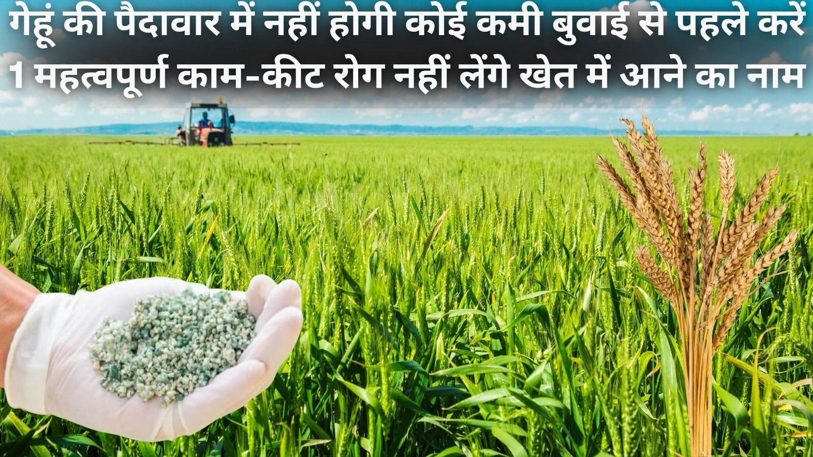 गेहूं की पैदावार में नहीं होगी कोई कमी, बुवाई से पहले करें ये एक महत्वपूर्ण काम-कीट रोग नहीं लेंगे खेत में आने का नाम, जाने