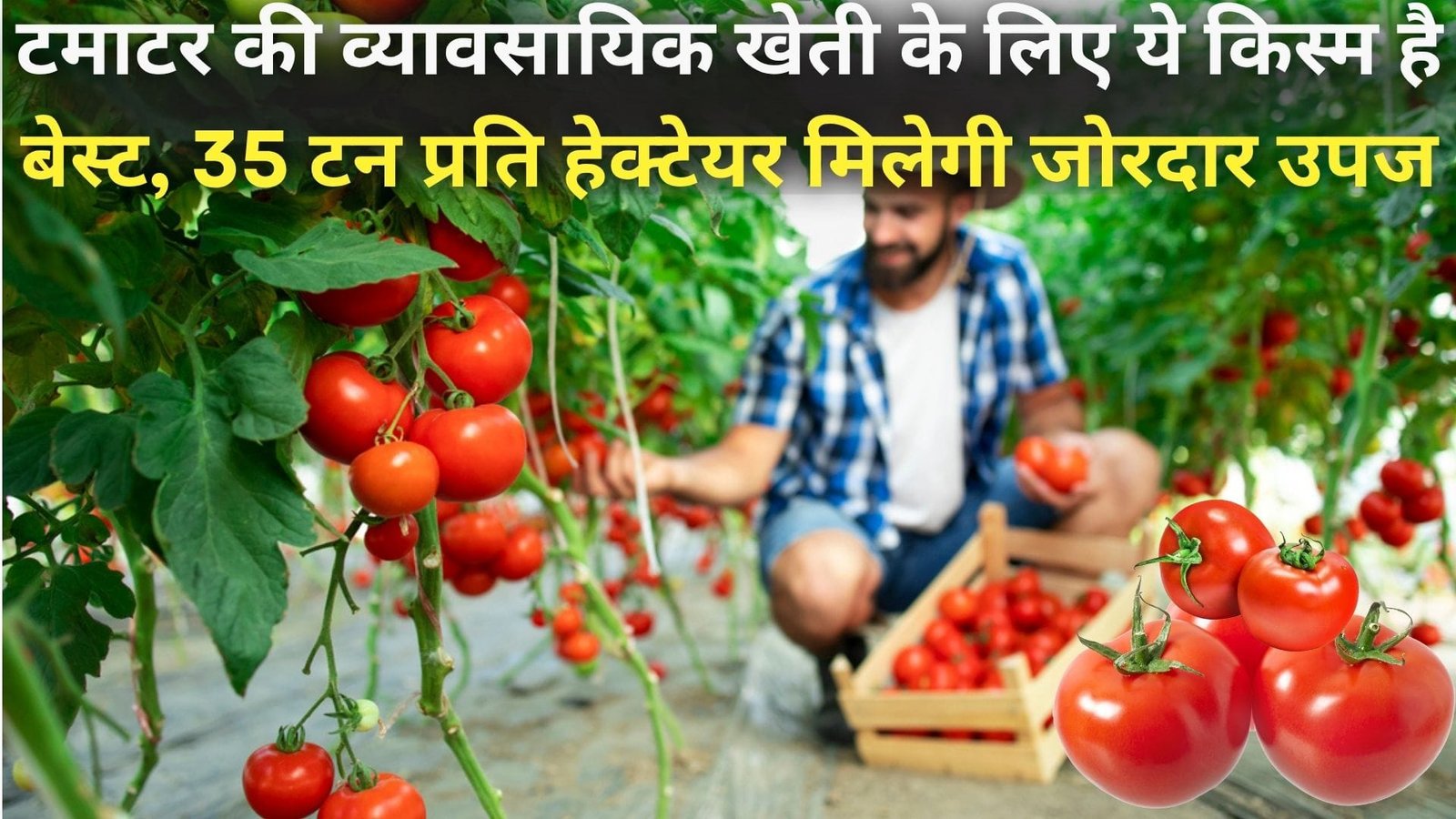 टमाटर की व्यावसायिक खेती के लिए ये किस्म है सबसे बेस्ट, 35 टन प्रति हेक्टेयर मिलेगी जोरदार उपज लाखों में होगी कमाई