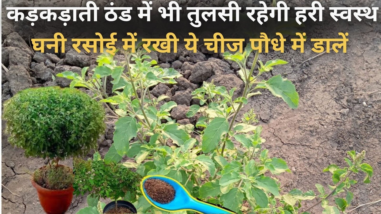 कड़कड़ाती ठंड में भी तुलसी रहेगी हरी स्वस्थ घनी, रसोई में रखी ये चीज पौधे में डालें और ऐसे करें देखभाल