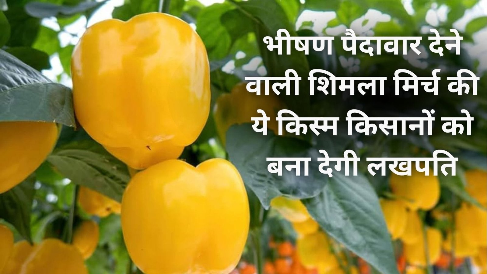 भीषण पैदावार देने वाली शिमला मिर्च की ये किस्म, किसानों को बना देगी लखपति मार्केट में बिकती है महंगी, जाने खासियत