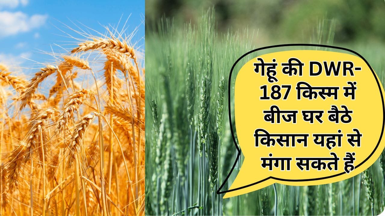 गेहूं की DWR-187 किस्म बीज की कीमत