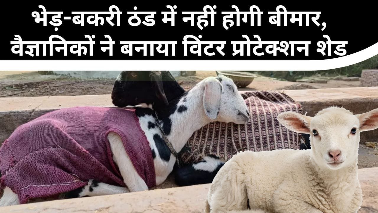 विंटर प्रोटेक्शन शेड कैसे काम करता है