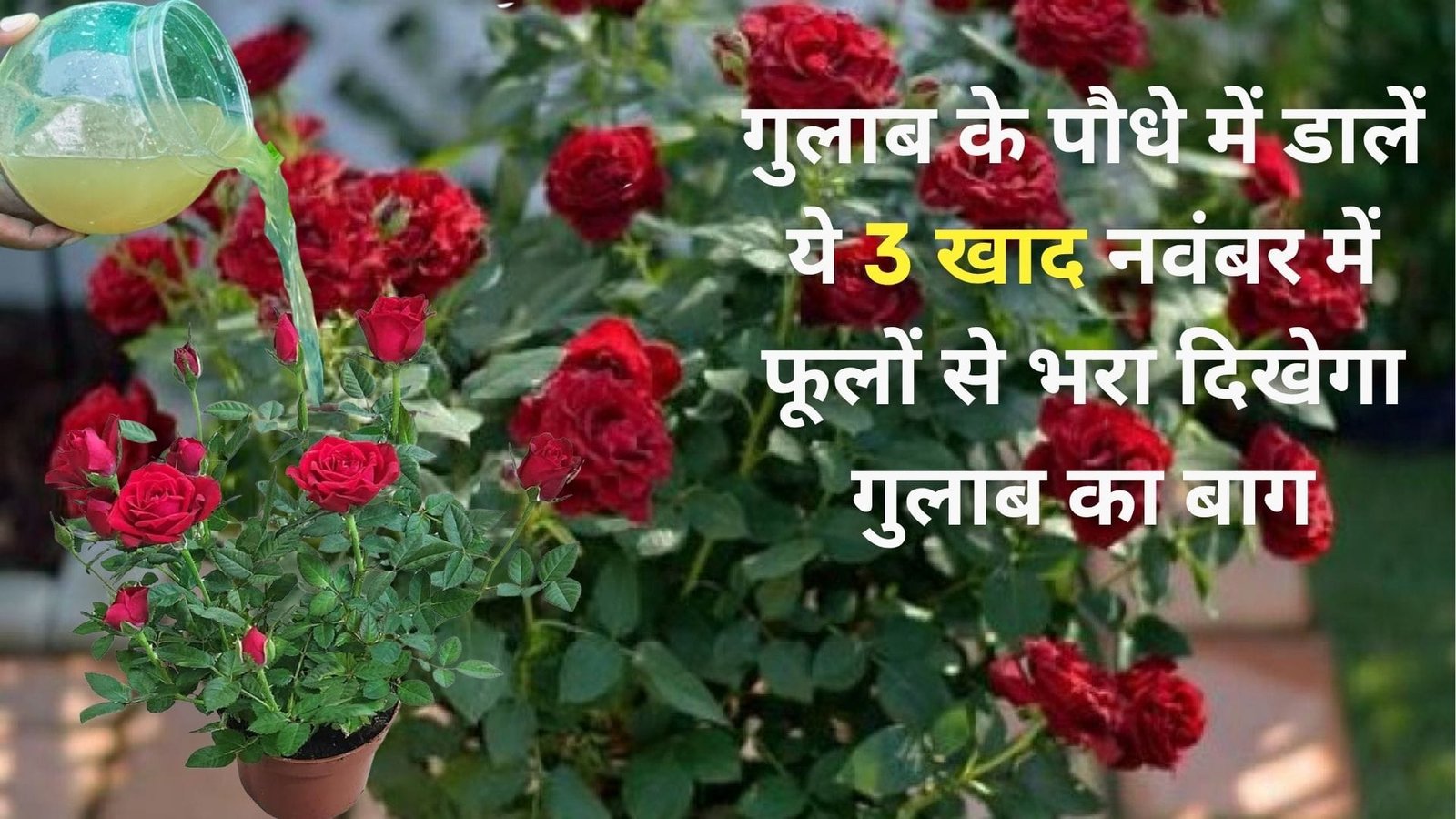 गुलाब के पौधे में डालें ये 3 खाद, नवंबर में फूलों से भरा दिखेगा गुलाब का बाग माली का फूल खिलाने का ये राज अब होगा सबके पास