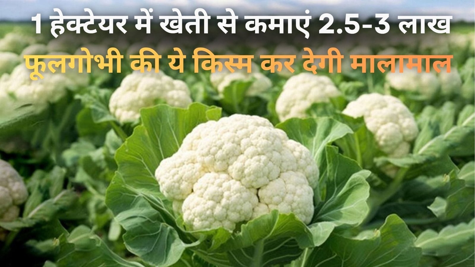1 हेक्टेयर में खेती से कमाएं 2.5-3 लाख, फूलगोभी की ये किस्म कर देगी मालामाल बिना देरी करें बुआई, जाने विशेषता