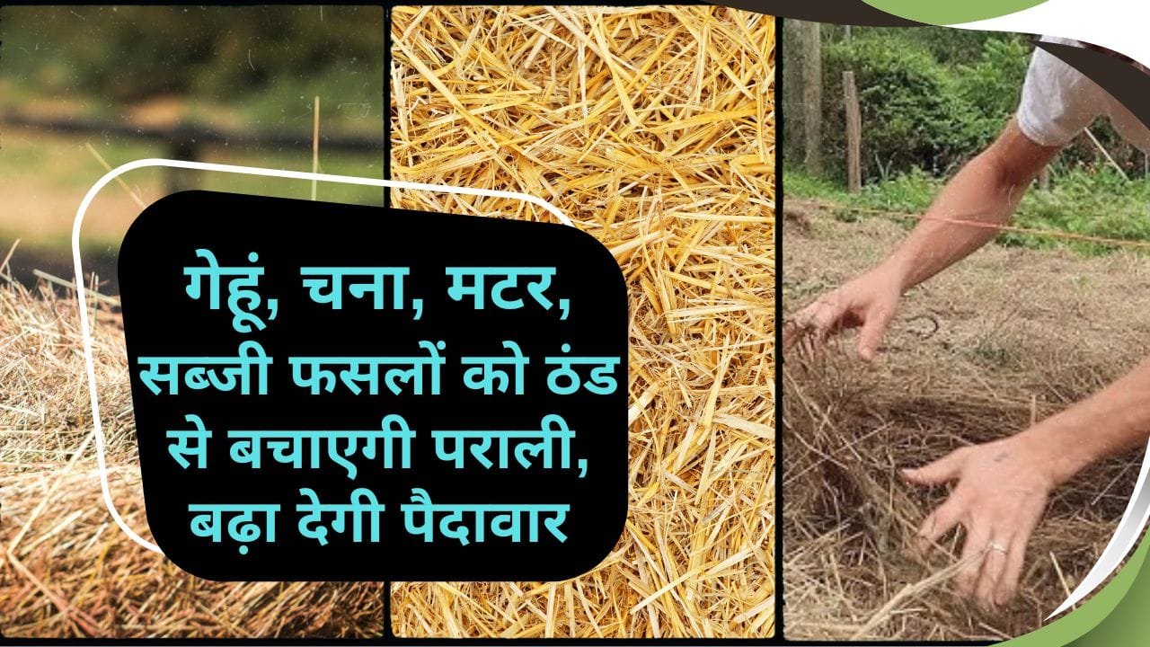 पराली फसल को ठंड से कैसे बचाएगी