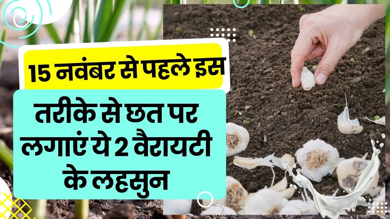 घर पर लहसुन कैसे लगाएं