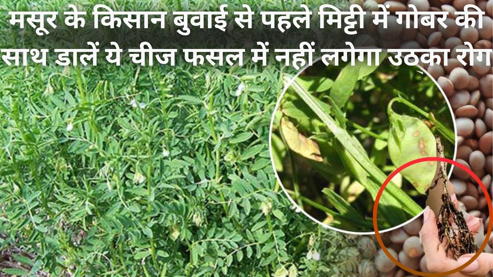 Agriculture tips: मसूर के किसान बुवाई से पहले मिट्टी में गोबर की साथ डालें ये चीज, फसल में नहीं लगेगा उठका रोग, जाने कैसे