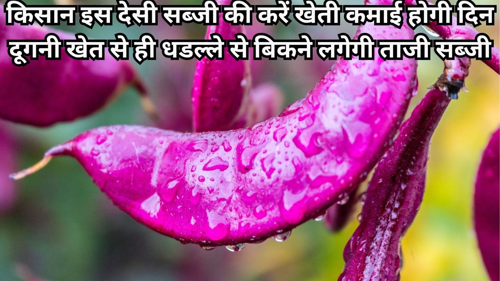 किसान इस देसी सब्जी की करें खेती, कमाई होगी दिन दूगनी खेत से ही धडल्ले से बिकने लगेगी ताजी सब्जी, जाने नाम