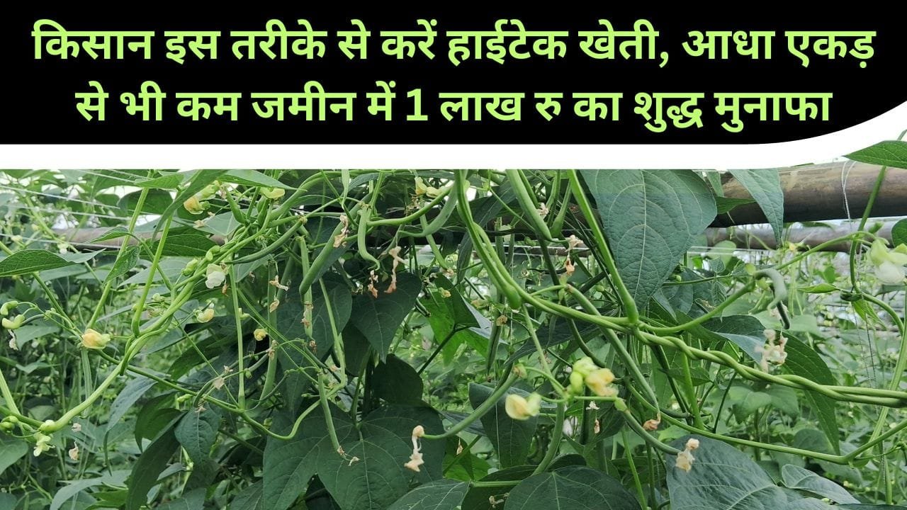 बींस की खेती में फायदा