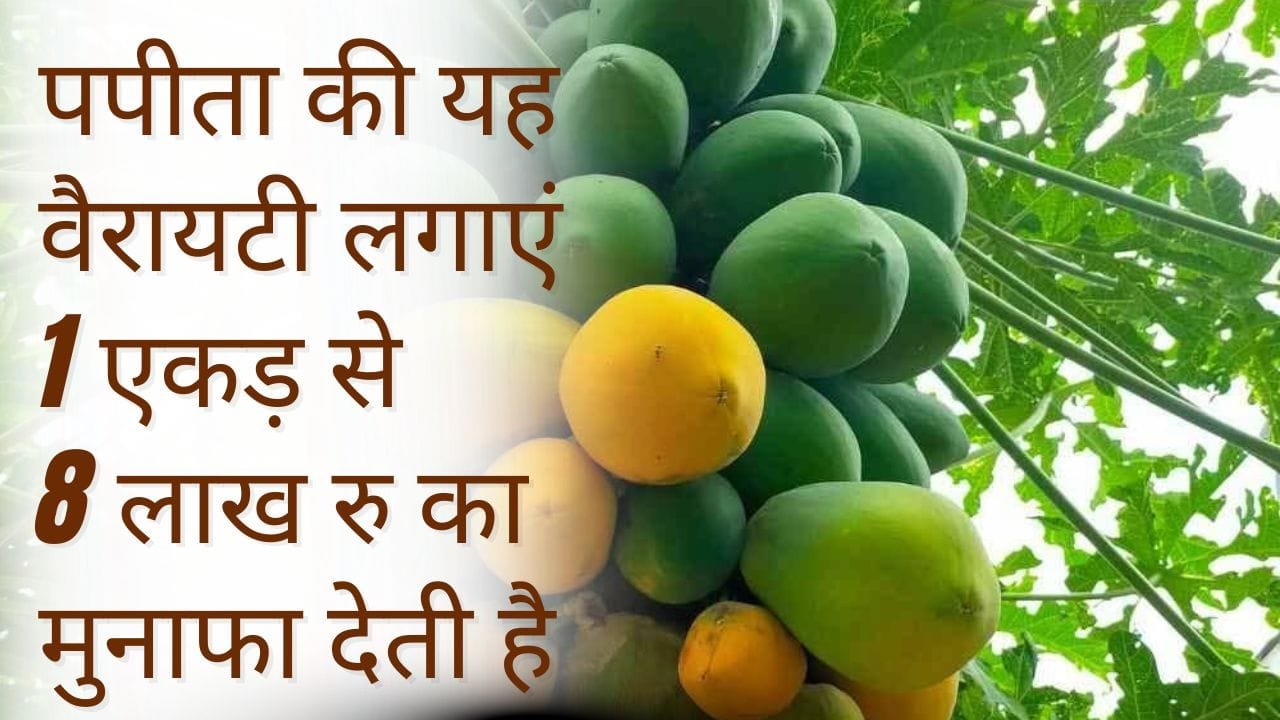 पपीता की वैरायटी