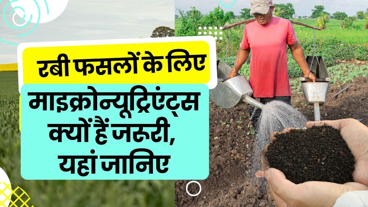 रबी फसलों के लिए माइक्रोन्यूट्रिएंट्स क्यों हैं जरूरी
