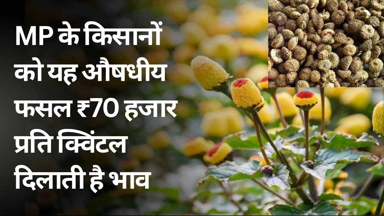 MP मे खेती के लिए औषधीय फसल