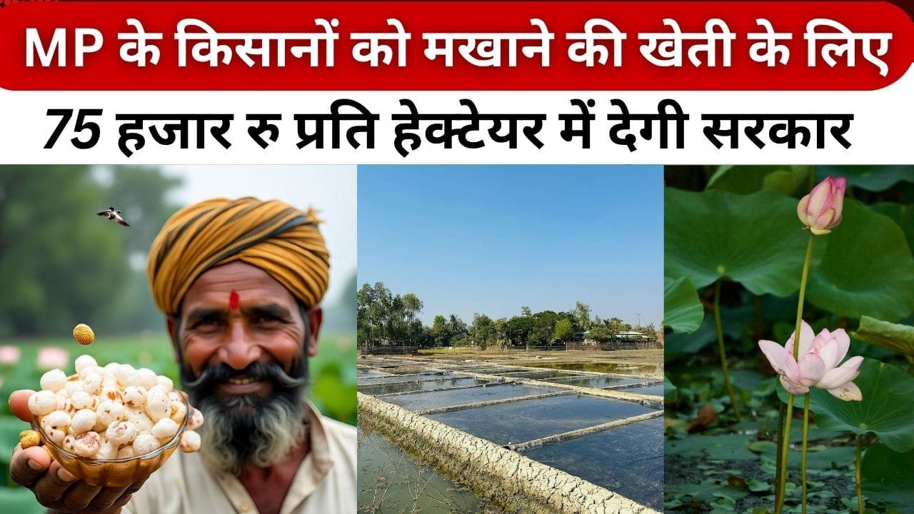 मखाना की खेती के लिए 40% सब्सिडी