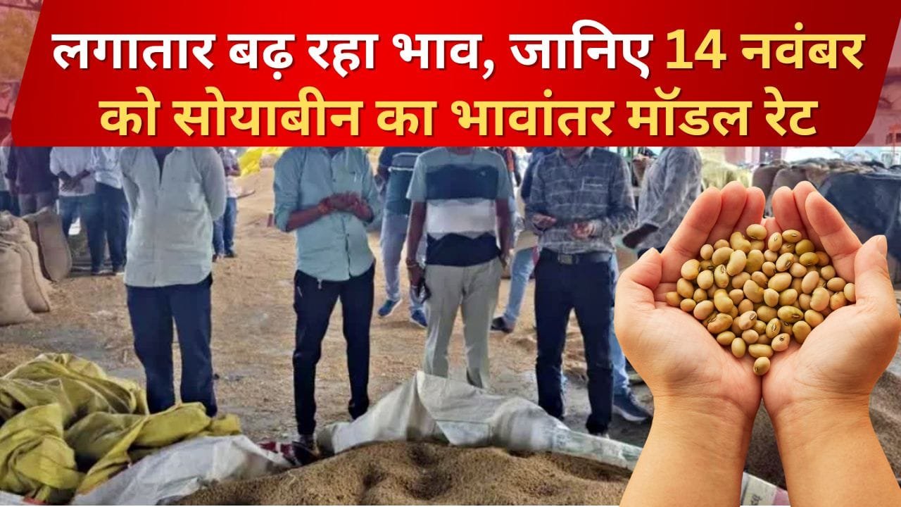 14 नवंबर को सोयाबीन का मॉडल रेट कितना है
