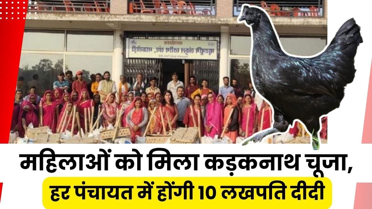 महिलाओं को मिल रहे हैं कड़कनाथ के चूजे