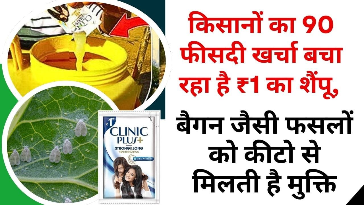 शैंपू का इस्तेमाल कीटनाशक की तरह कैसे करें