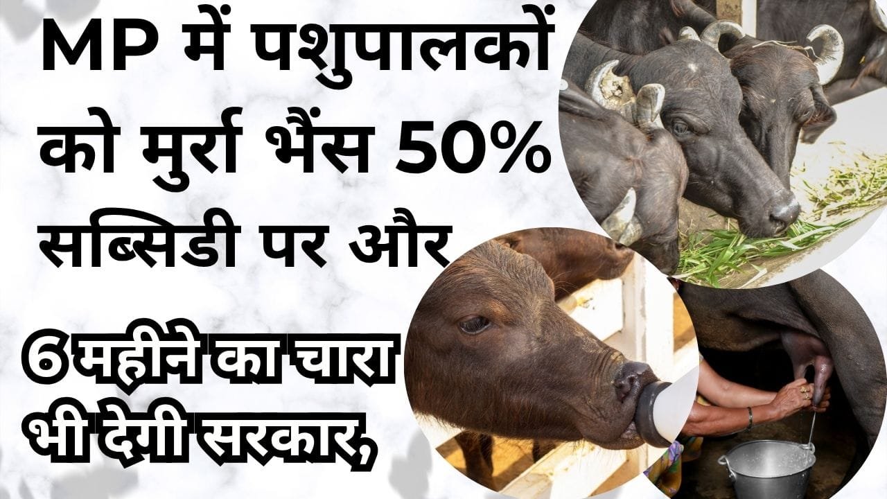 MP में पशुपालकों को मुर्रा भैंस पर सब्सिडी कितनी मिलेगी?