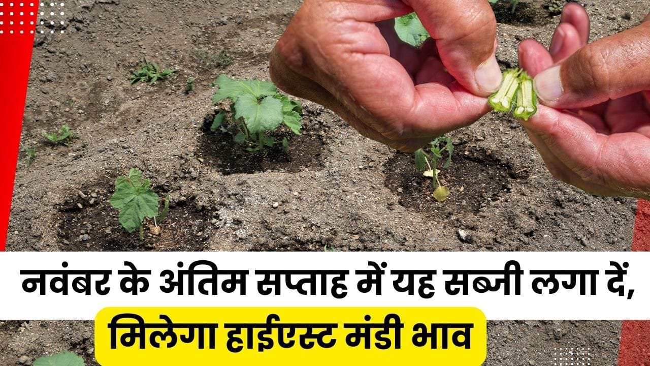 नवंबर के अंतिम सप्ताह में कौन-सी सब्जी लगाएं?