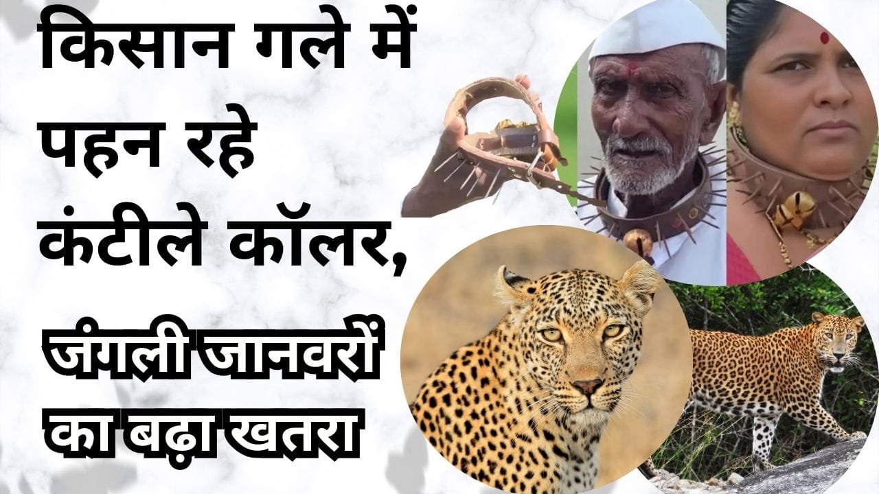 जंगली जानवरों से बचने के लिए कंटीले कॉलर पहने किसान