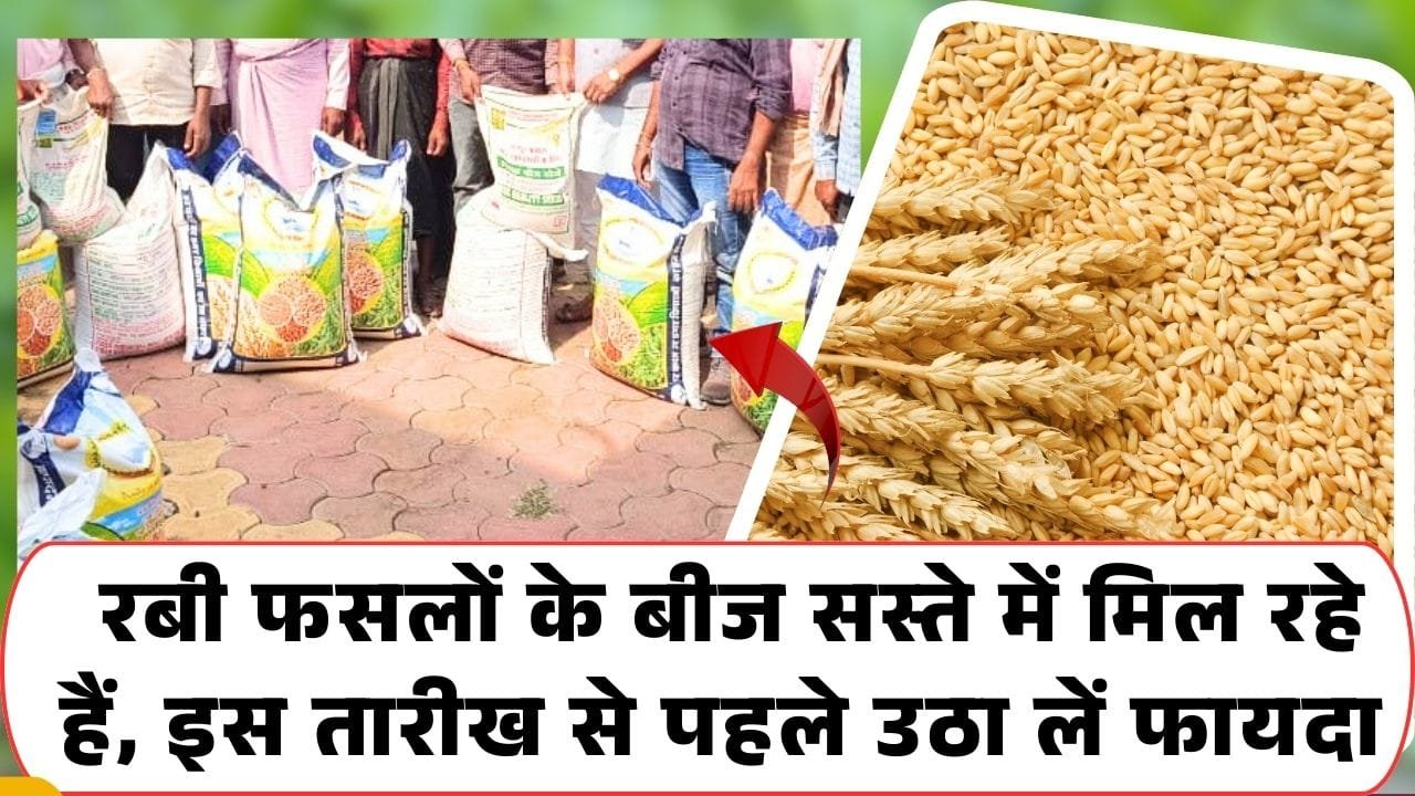 किसानों को रबी फसलों के बीज अनुदान पर मिल रहे हैं