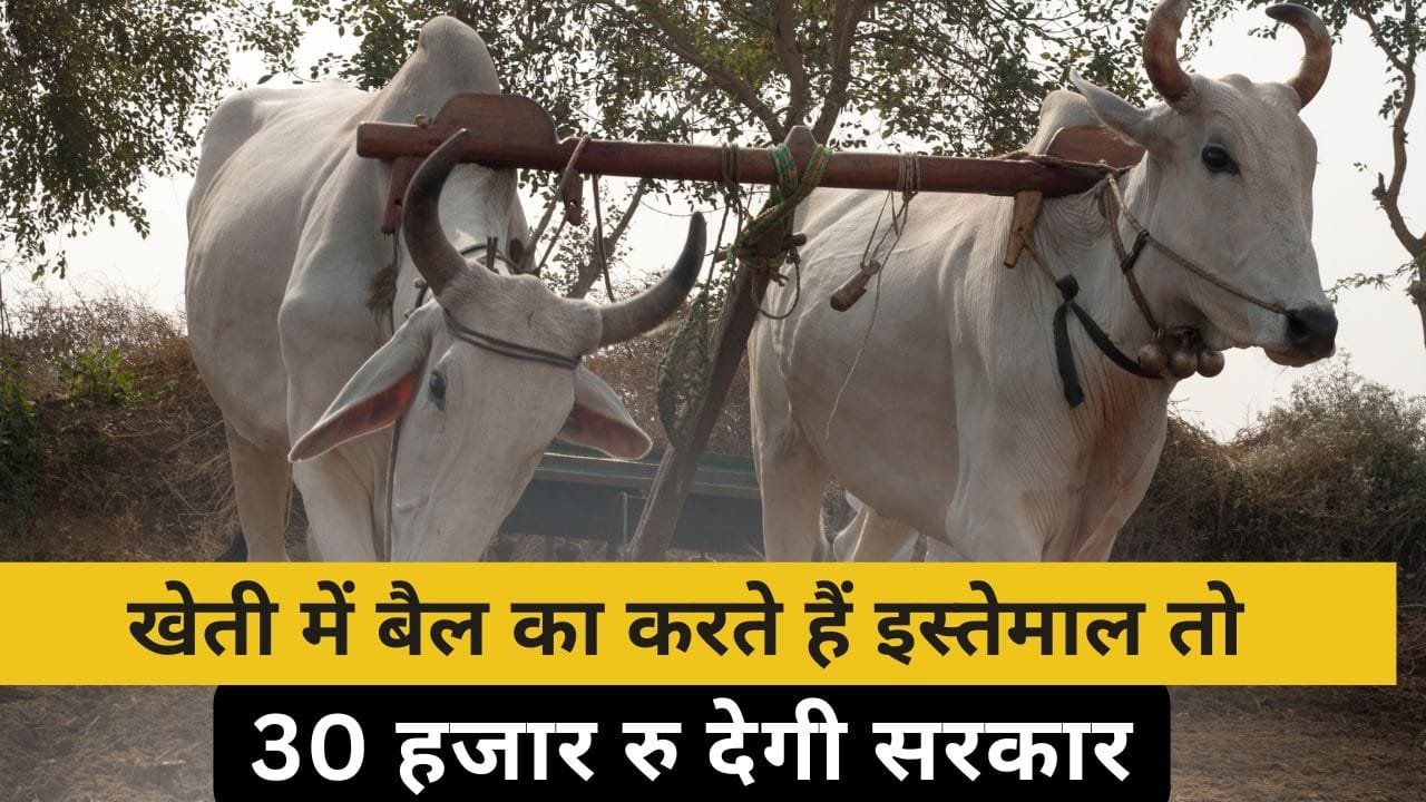 बैलों से खेती करने के लिए किसानों को आर्थिक मदद कहां से मिलेगी?