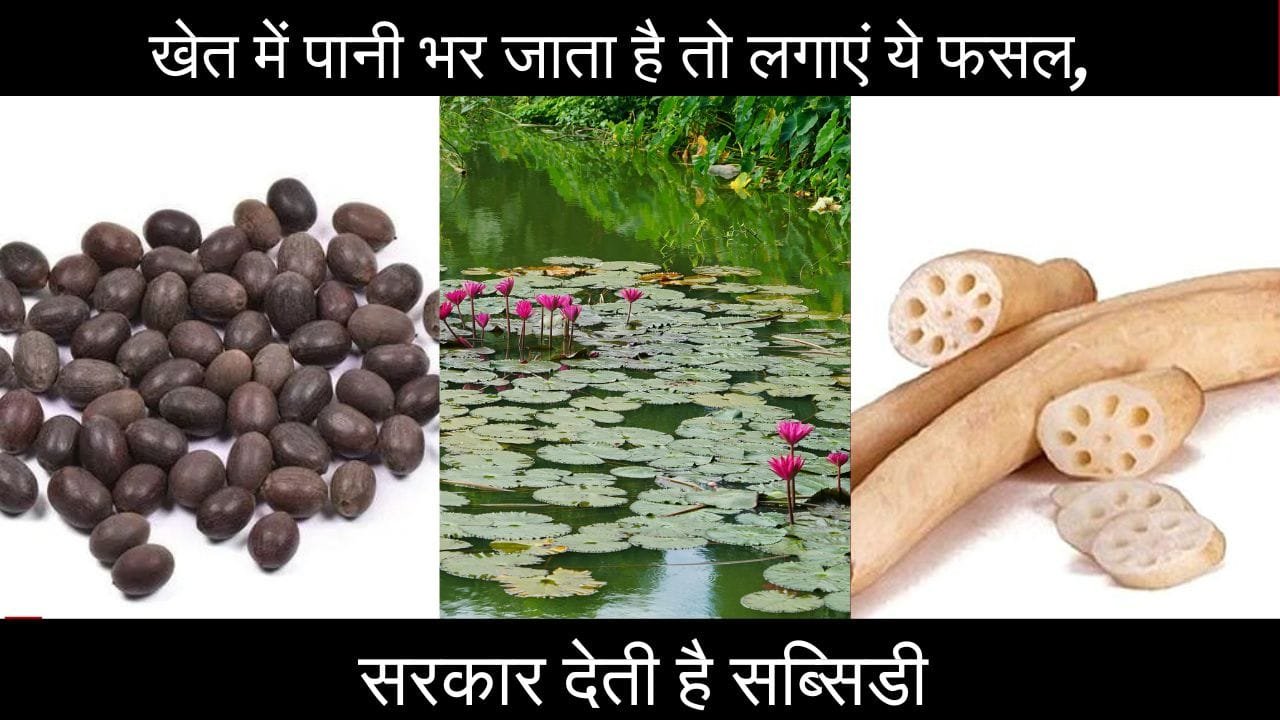 कमल ककड़ी की खेती कैसे होती है?