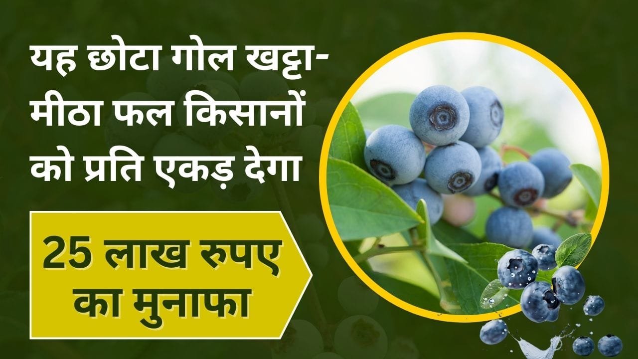 ब्लूबेरी की खेती में कमाई
