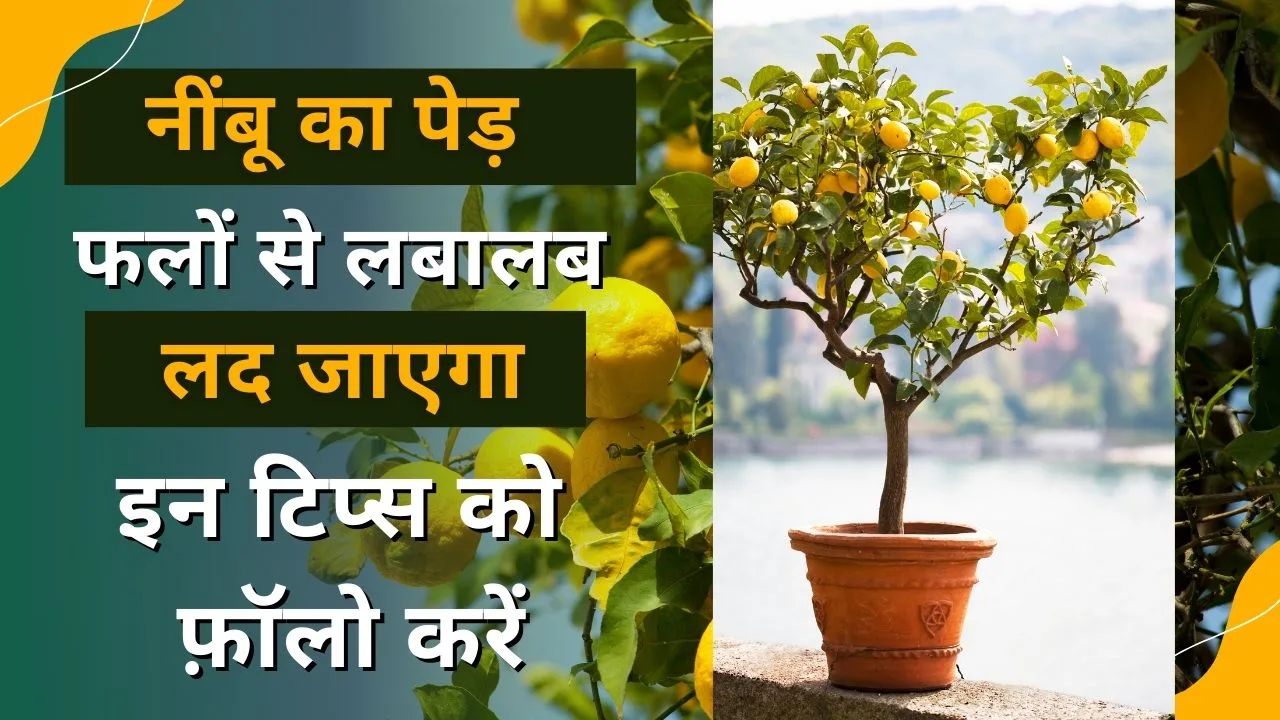 नींबू के पेड़ में ज्यादा फल कैसे आएंगे?