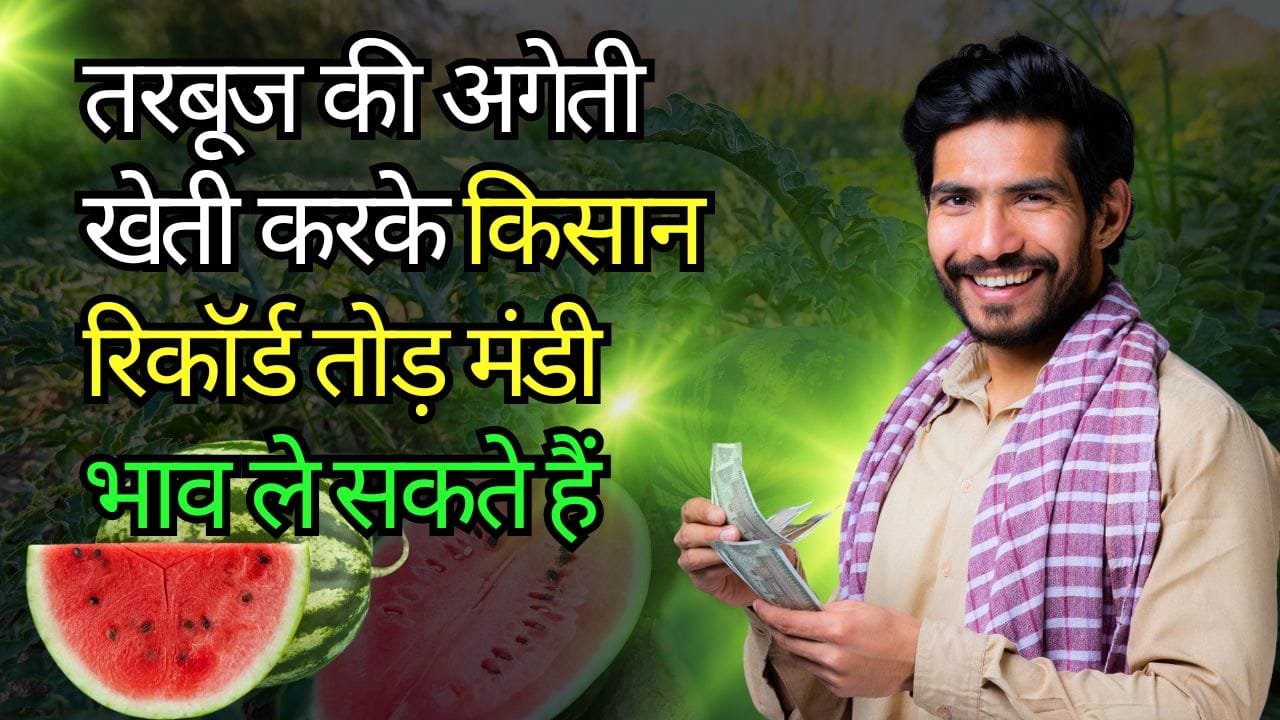 सर्दियों में तरबूज की अगेती खेती