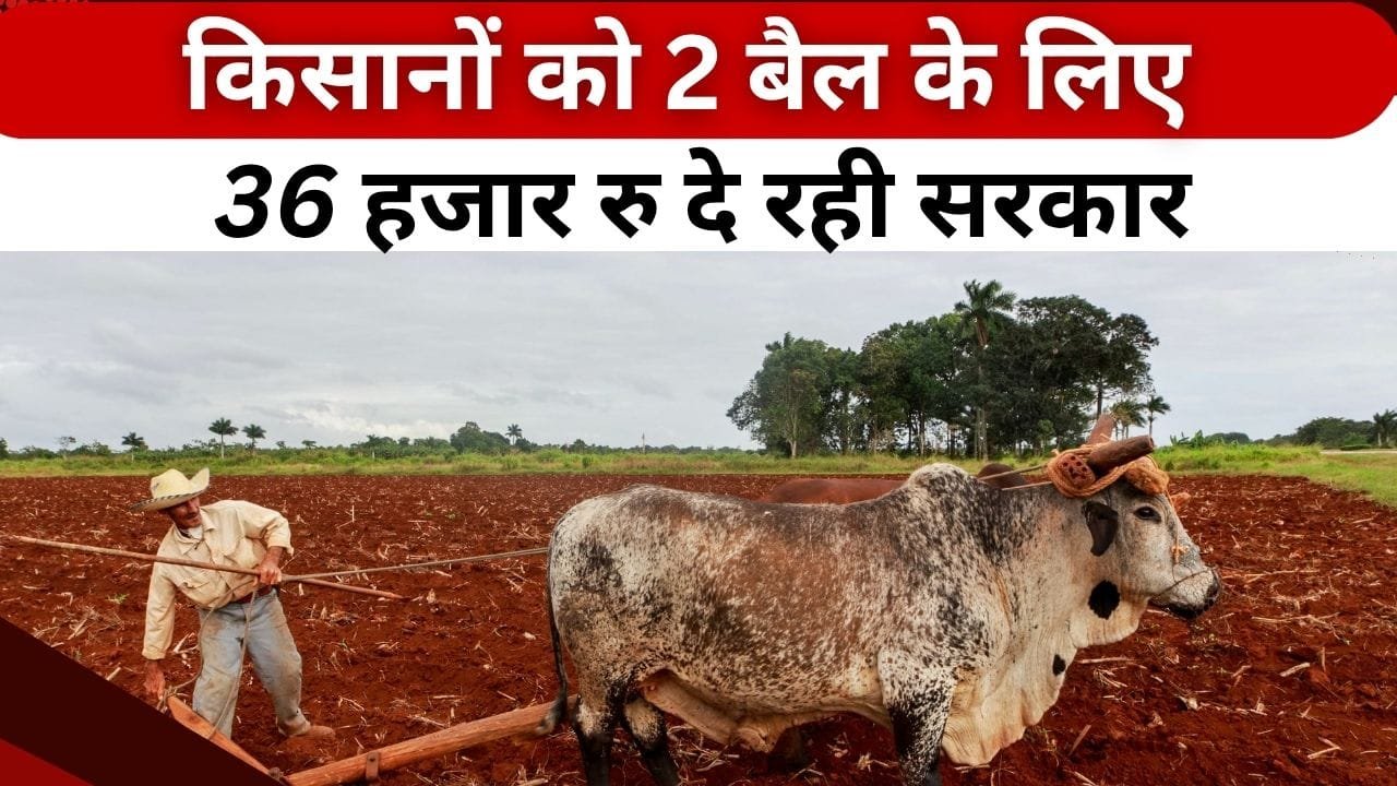 जोड़ा बैल वितरण योजना